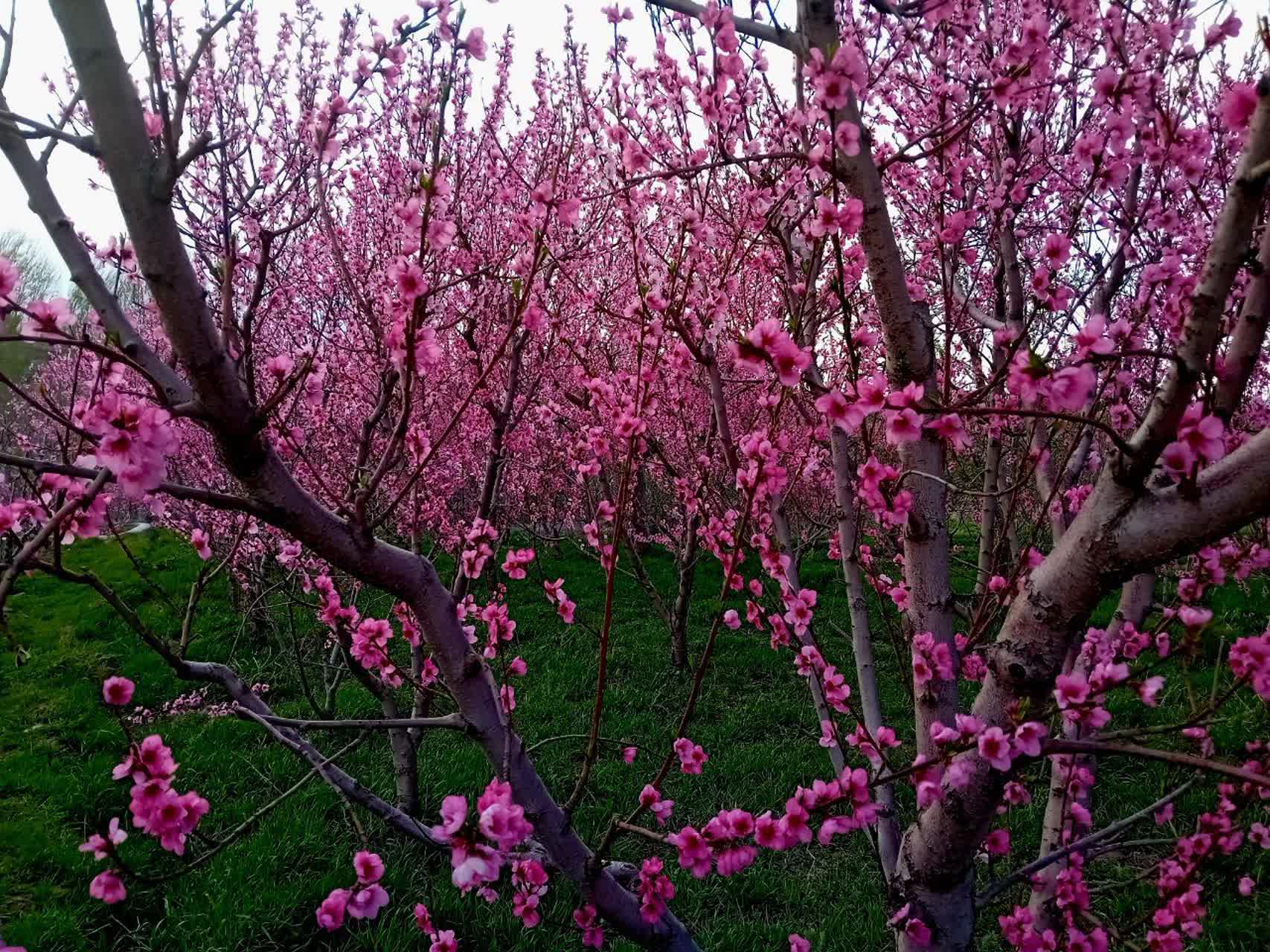 شکوفه های شلیل بران